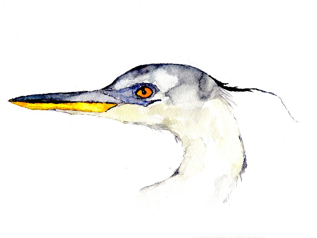 Fabulous Blue Heron