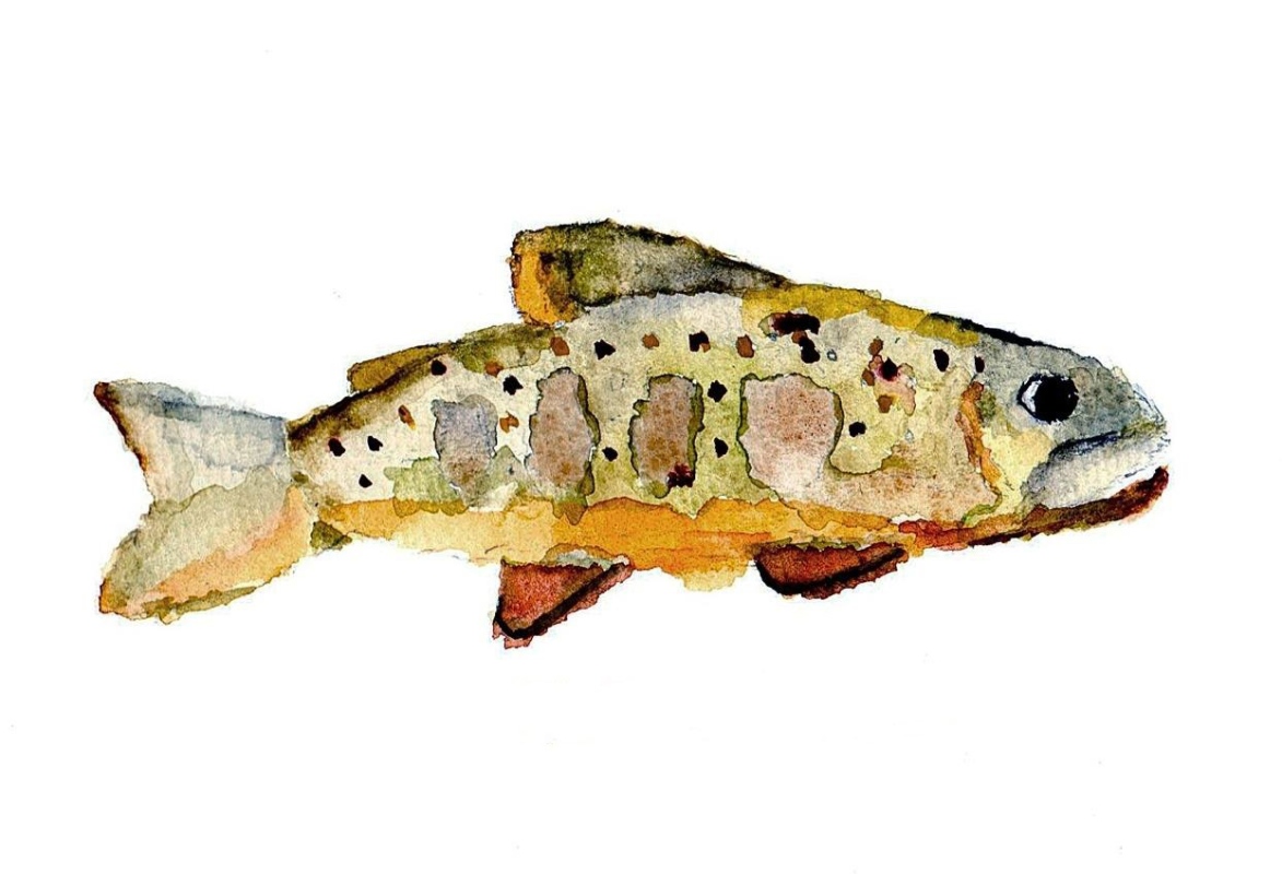Brook Trout 1
