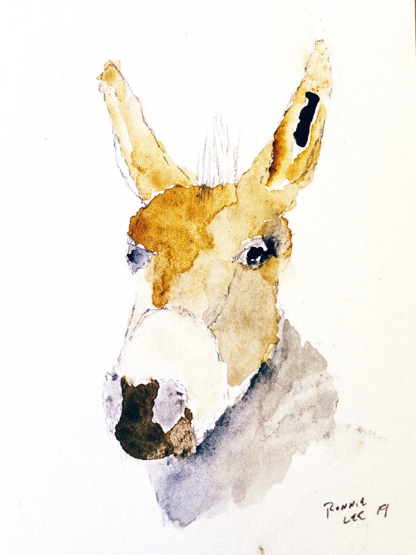 Sweet Donkey