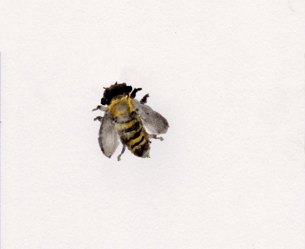Honeybee